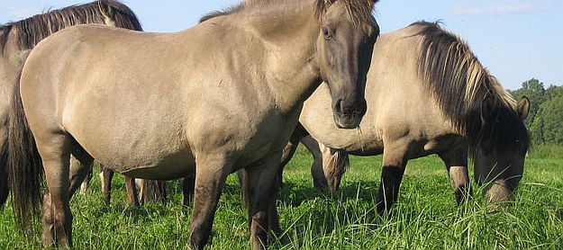 13  Święto Konika Polskiego w Wojowie 