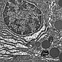 Elektronogramy do nauki budowy komórki na poziomie ultrastruktury