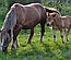 Ultrasound method for detection and monitoring of a pregnancy in a mare