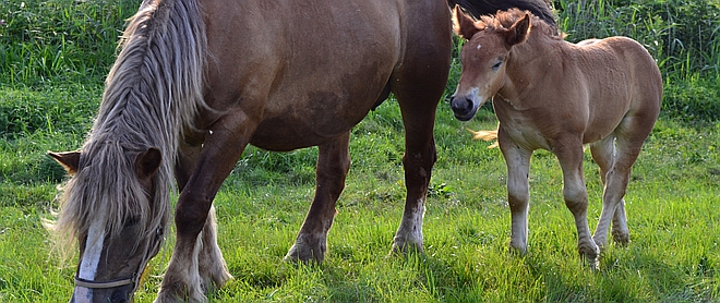 Ultrasound method for detection and monitoring of a pregnancy in a mare