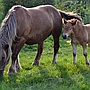 Ultrasound method for detection and monitoring of a pregnancy in a mare