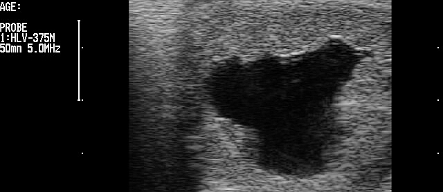 USG method for pregnancy diagnosis and monitoring in a mare.