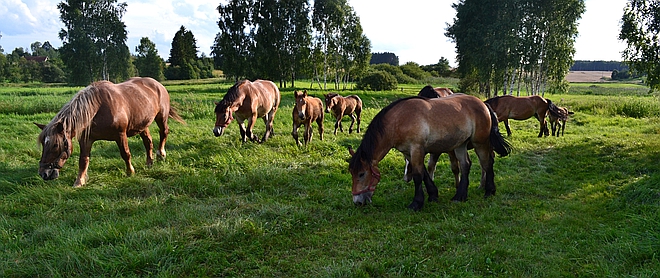 HORMONAL REGULATION OF A PREGNANCY IN A MARE