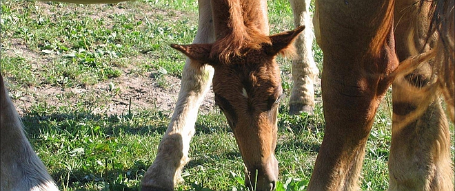 CESAREAN SECTİON İN A MARE